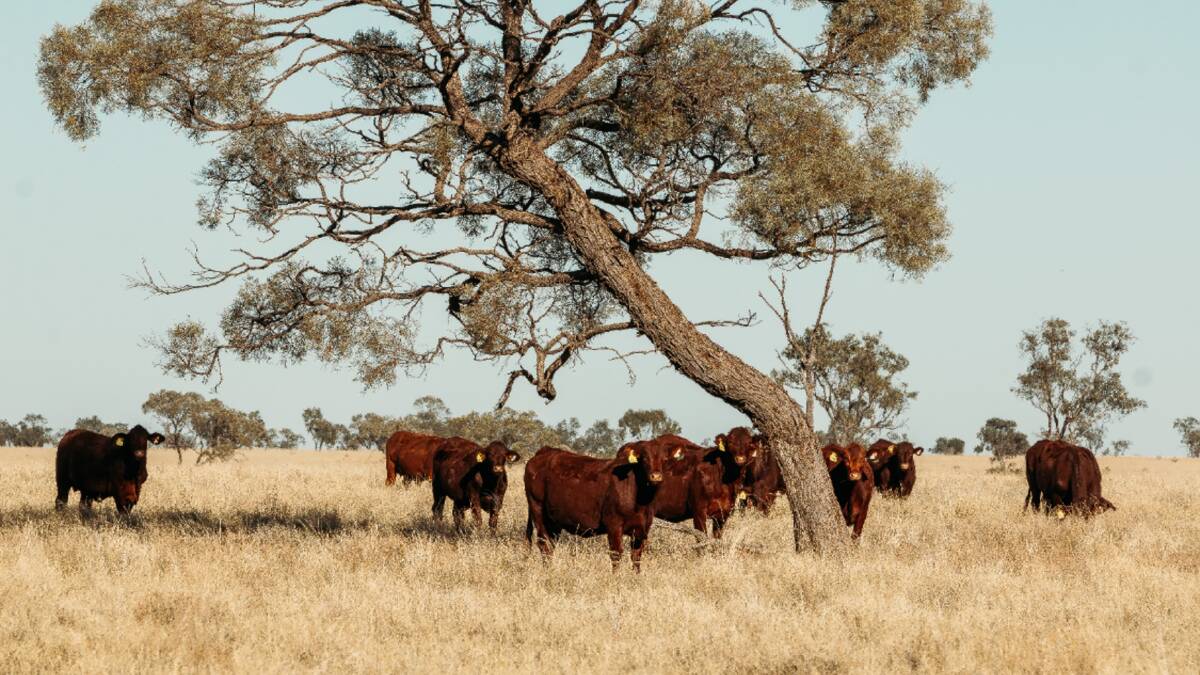 Productive Longreach property Laidlaw is 15,068 hectares of superior, sweet grazing country. Picture supplied