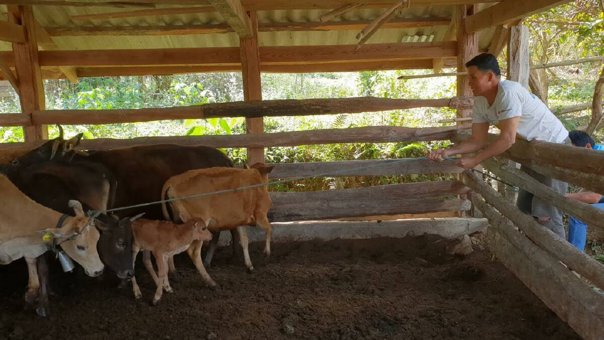 Livestock handling facilities in Laos are generally rudimentary.