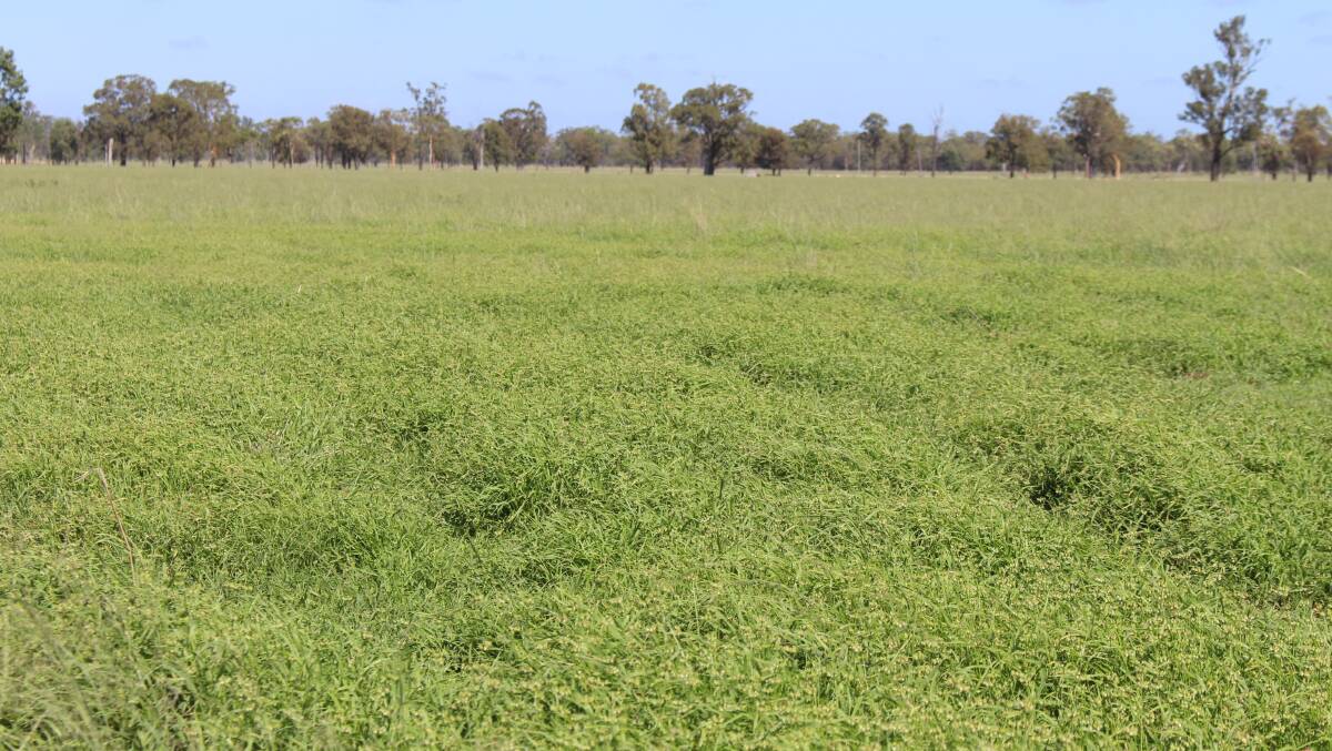 Improved pastures include Rhodes grass, creeping blue grass, button grass, Gatton panic and silk sorghum.