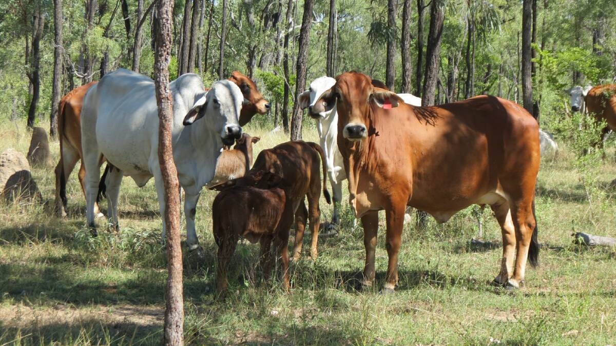 A good quality Brahman-cross herd comprising of about 1900 head is included in the sale. 