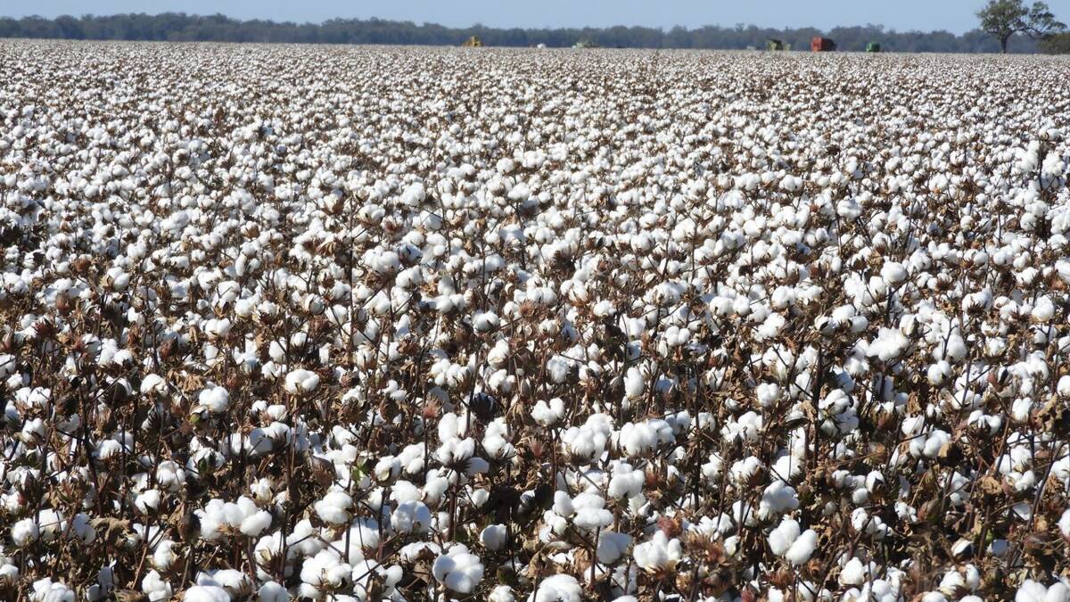 Quality Macquarie Valley country well suited to cotton, crops and cattle is on the market. Picture - supplied