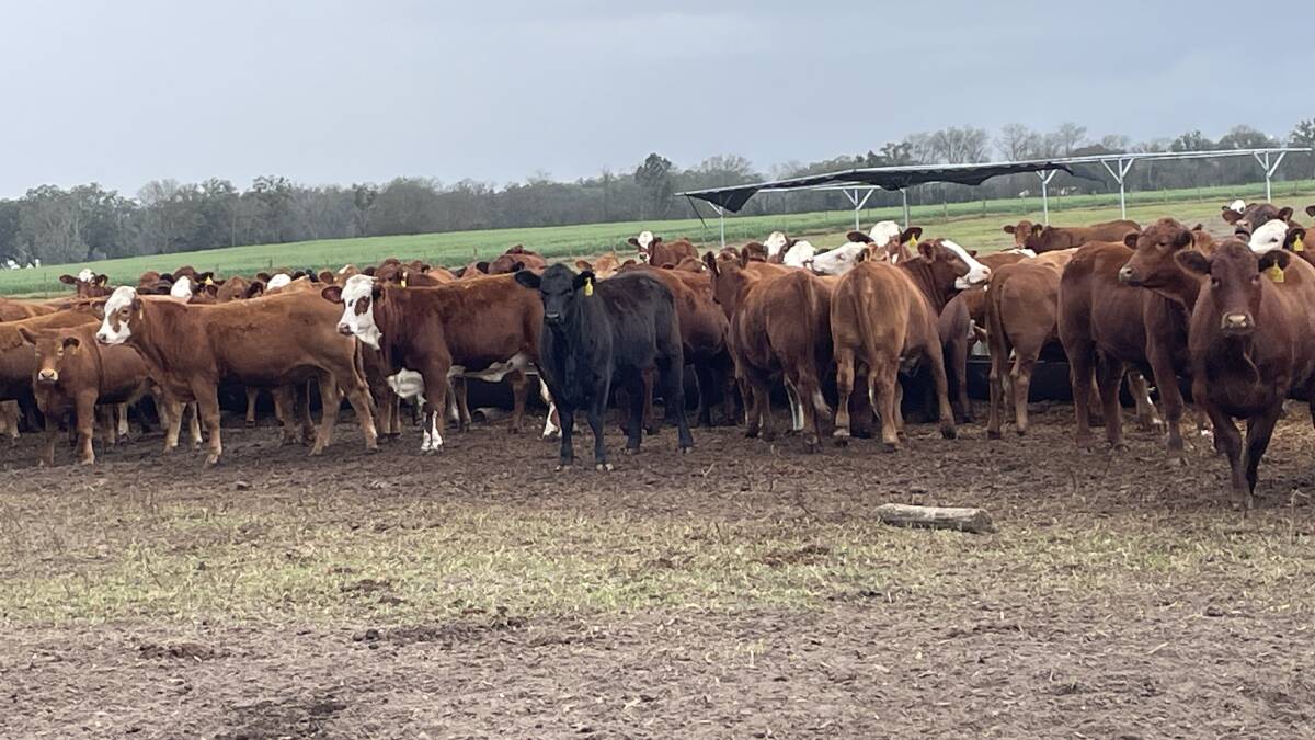 Florida ranchers are providing grain to breeder cattle as a means of improving growth rates and to be able to run more livestock. Picture Mark Phelps