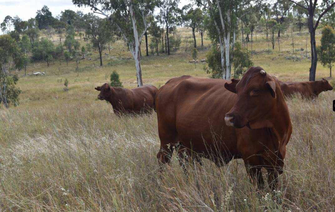 The Rockdale and Ten Mile aggregation is estimated to carry 1200 mixed cattle with more than 500 breeders. Image - supplied
