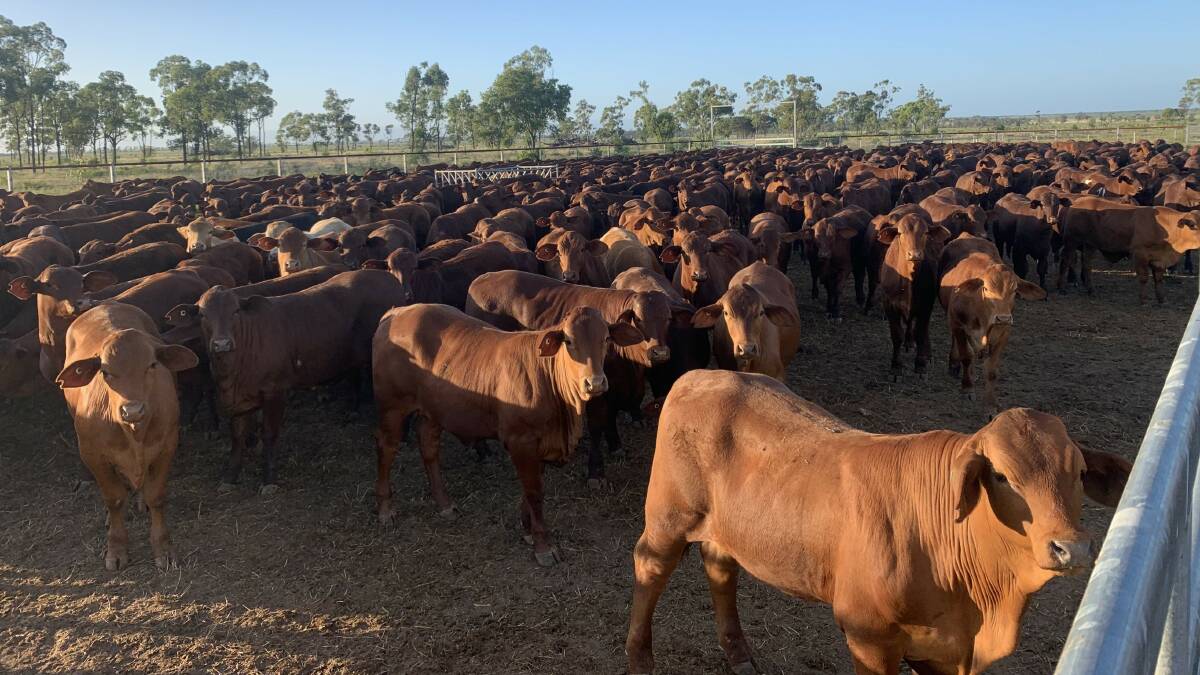 Slogan Downs will be sold on a walk in, walk out basis including about 2000 very good quality EU accredited Santa cattle and plant and equipment.