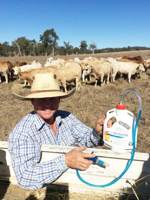 Ben Drynan, Gallinani, Esk, says pain relief is now a essential part of his cattle business.