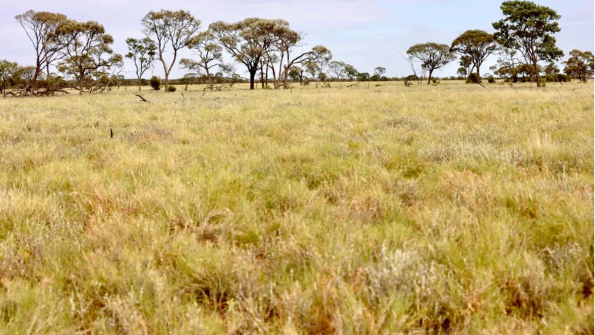 Covering 22,908 hectares, Old Euston is underpinned by a mix pasture and country types well suited to breeding, backgrounding and fattening. Picture supplied