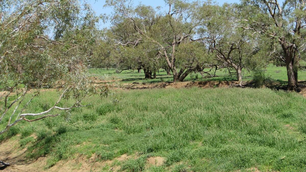Colanya has areas of coolibah and buffel grassed creeks that feed from nearby range country in neighbouring properties. 