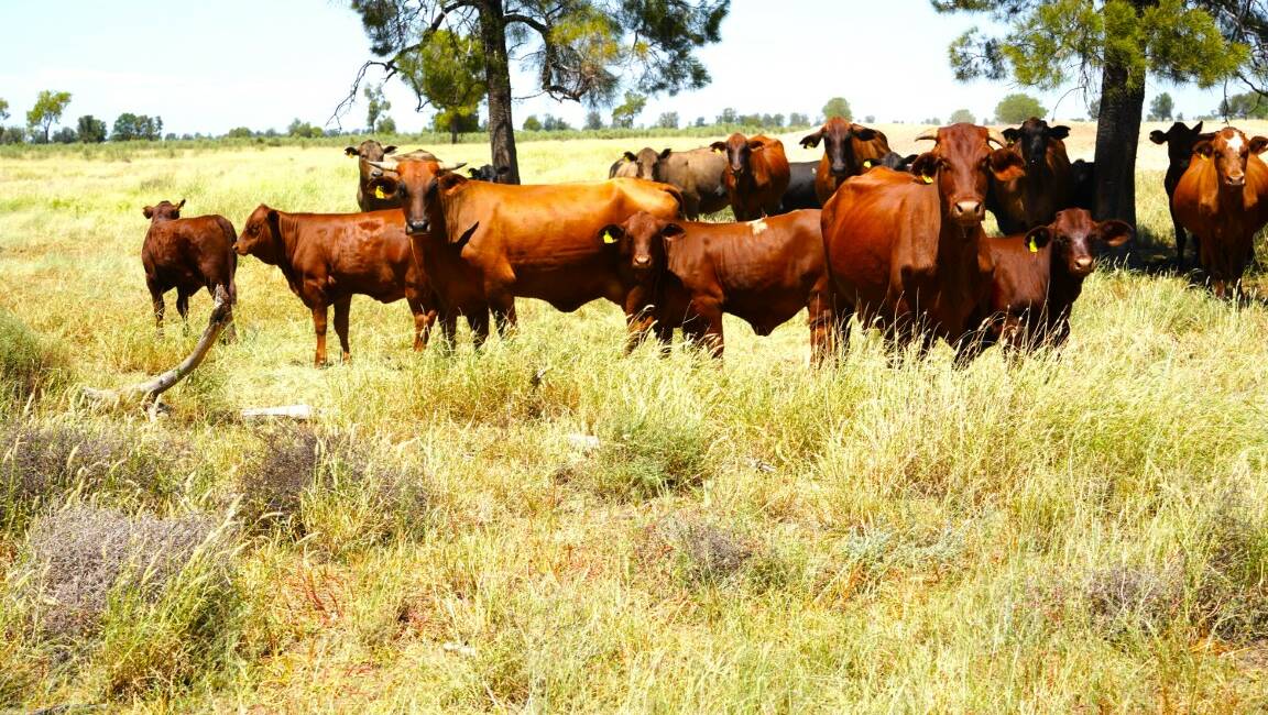Quibet is also well suited to running dry cattle. Picture supplied