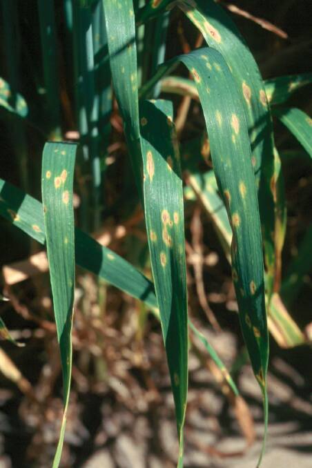 The Stop the Spot initiative aims to reduce the economic impact of yellow spot disease in wheat. 
