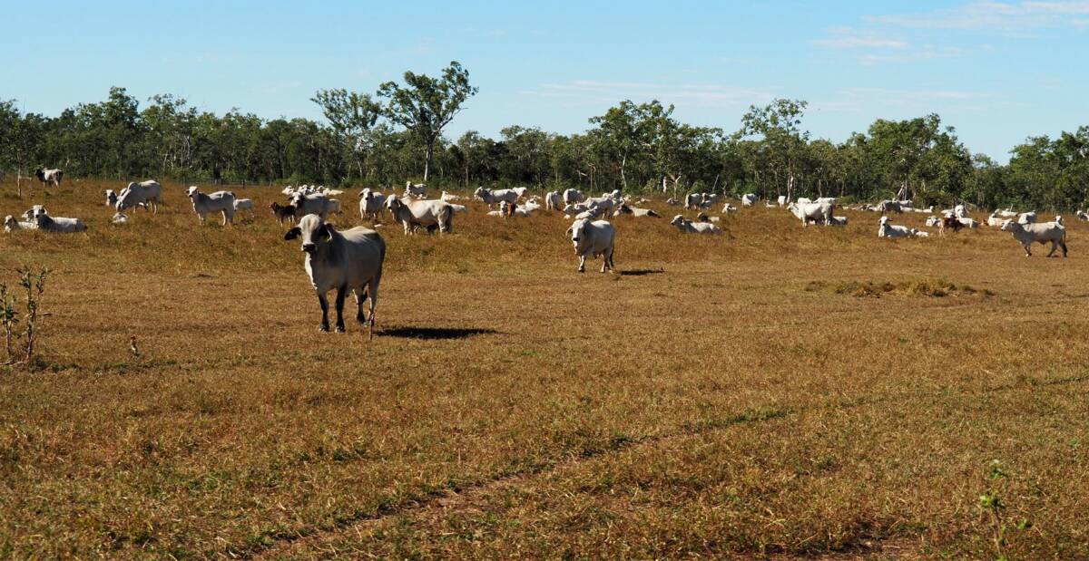 The fully developed property is being sold with about 1000 high quality, station bred Brahman breeders and station plant. Picture - supplied