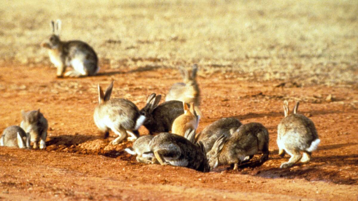 The nine-year program is the longest-running citizen science survey of rabbit diseases in the world. Picture supplied