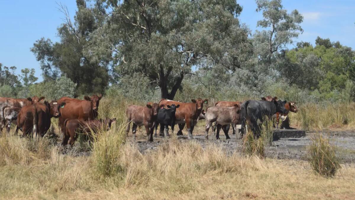 Cattle have been taken on agistment to utilise the feed generated from beneficial flood outs from the Nedgera Creek. Picture - supplied