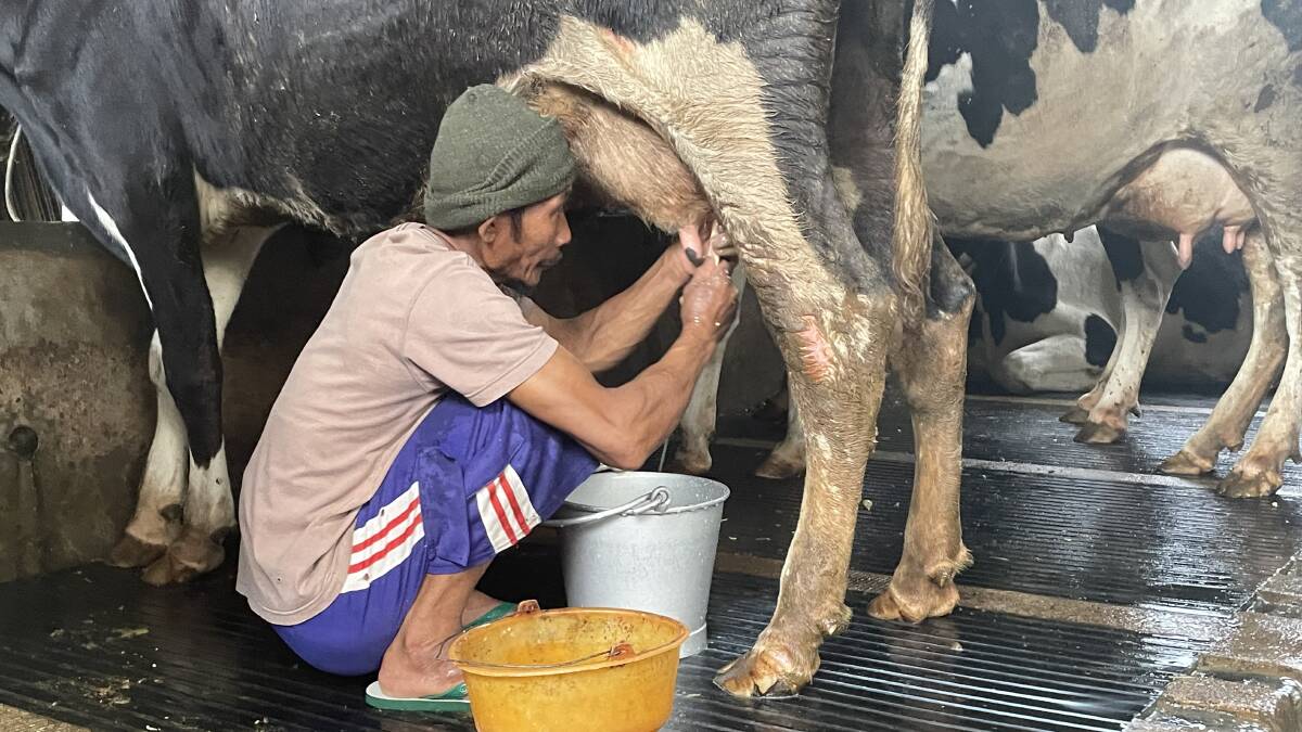 Milk is highly prized in Indonesia.