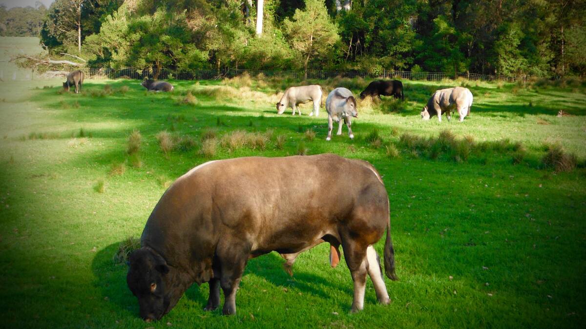 Carabeen Beef operated from a 130 hectare mountain-top property at The Falls in the Border Ranges of southern Queensland