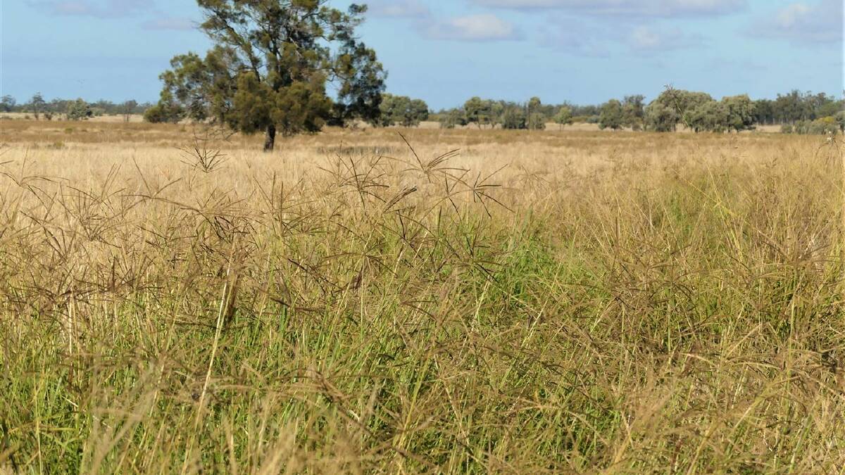 The 1747 hectare Western Downs property Pinora West has sold at a Nurtrien Harcourts auction for $8.4 million.