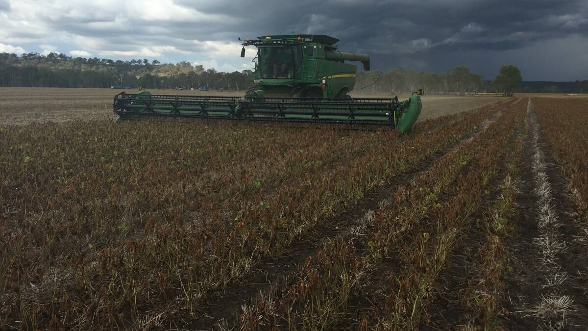 Mung beans have successfully been grown on Lorraine. Picture supplied