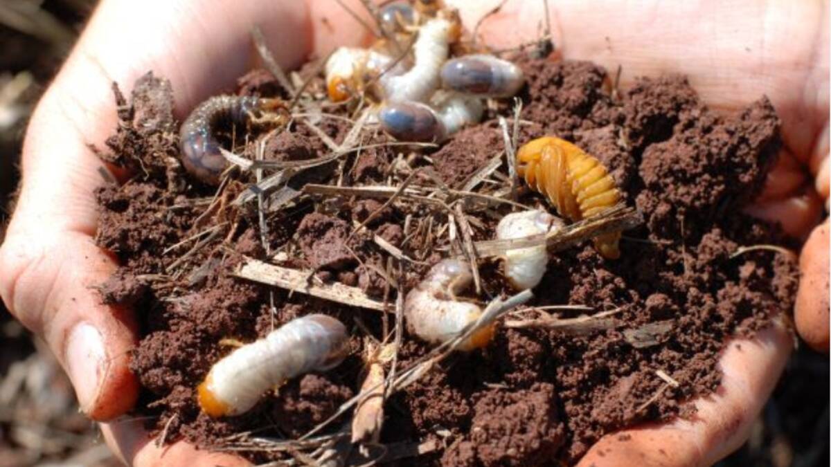 Canegrubs are a significant root-eating pest of sugarcane. Picture Sugar Research Australia