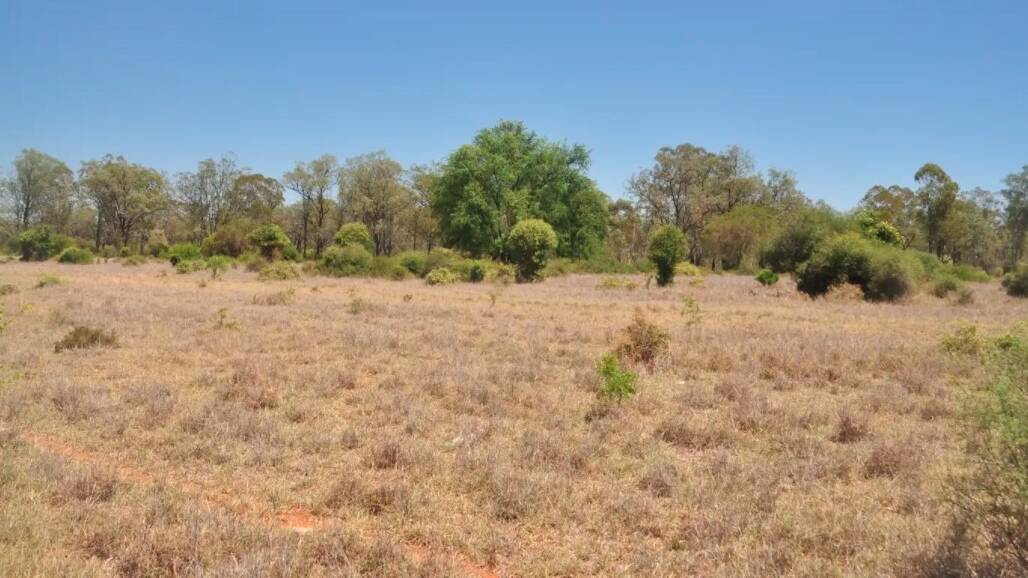 Avoca covers 4185 hectares (10,341 acres) of freehold country in the Moura district.