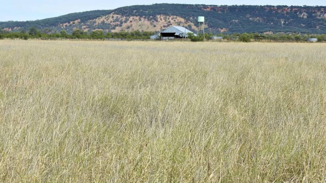 Melrose has about 7155 hectares of heavy carrying open Mitchell grass downs country.