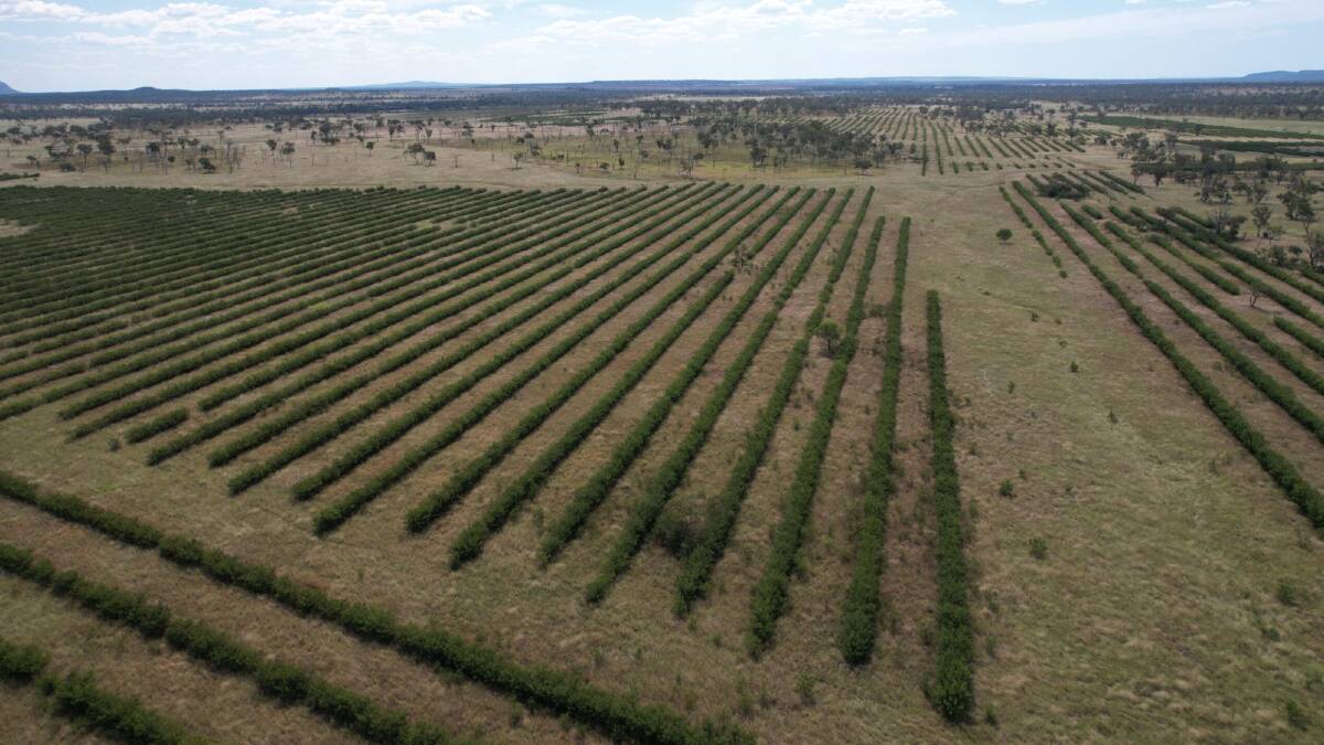 The 262 hectares of leucaena is planted on 10m row spacings, with good grass in between. Picture - supplied