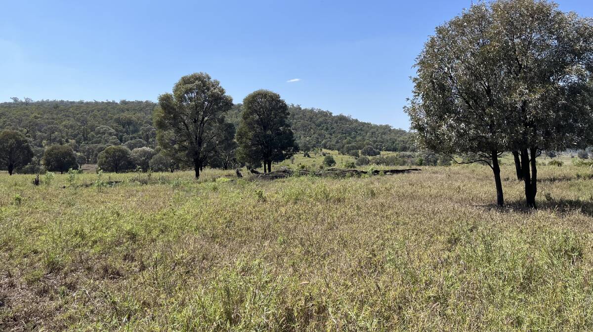 The 719 hectare Theodore buffel grass property Bimbadeen has sold at auction.