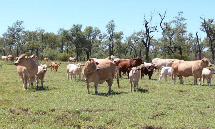 Rickyl has 1268 hectares of grazing country and 243ha of cultivation.