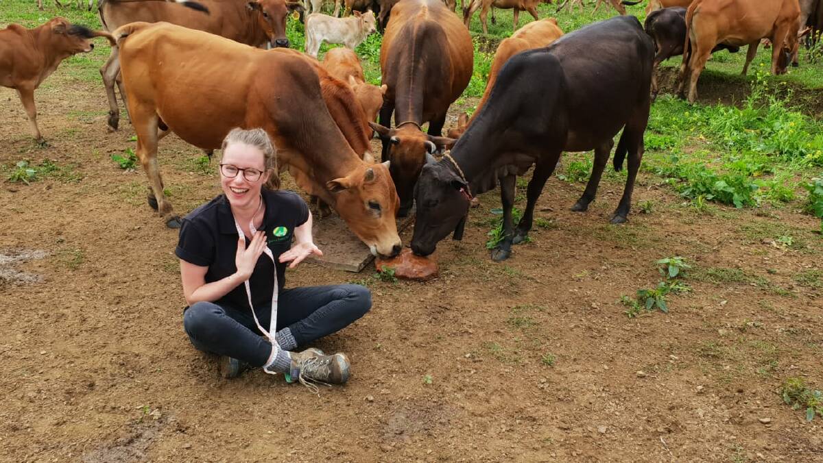 ANIMAL HEALTH: PhD student Nichola Calvani is using molasses lick blocks containing an anthelmintic to help improve the health of the cattle herd in Laos.