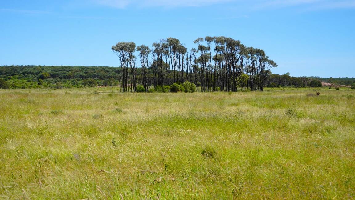 Pastures include Biloela, Gayndah and small areas of American buffel grass, bluegrass, mulga Mitchell and urochloa. Picture supplied