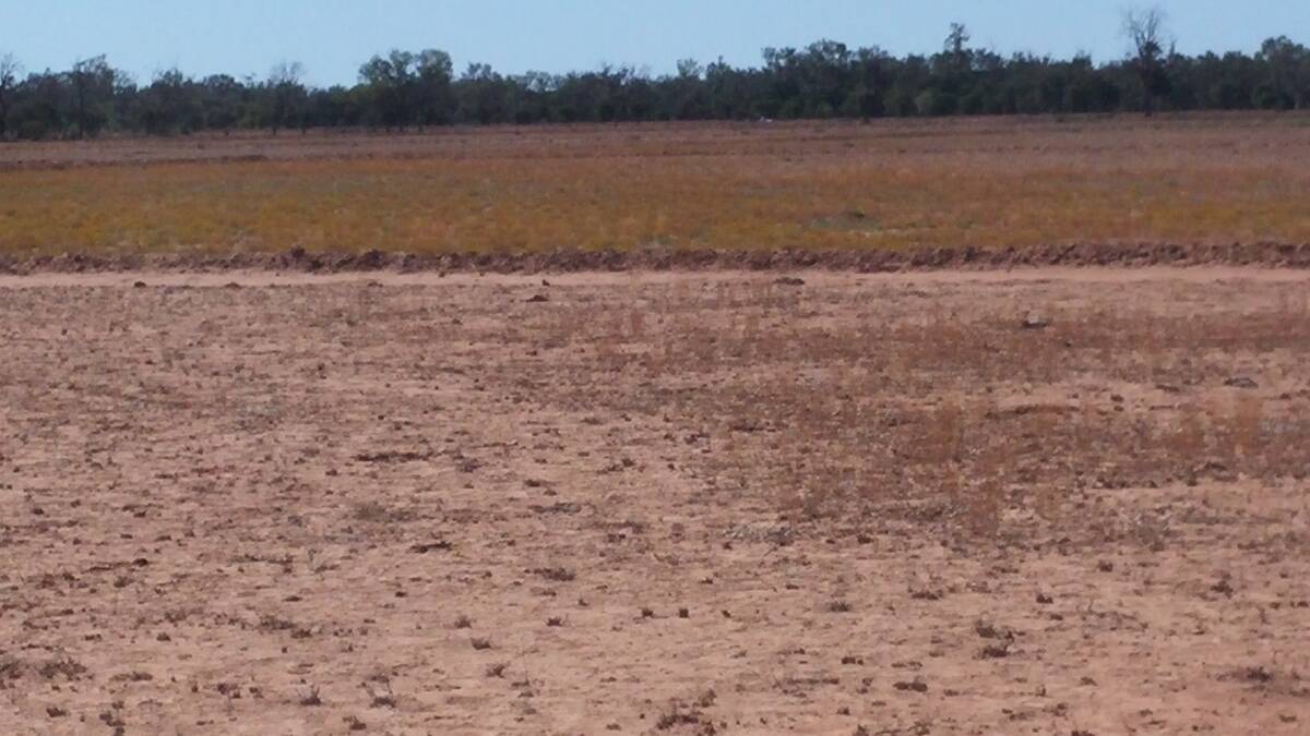 Even in extreme drought there is a stark contrast in ground cover in the ponding areas compared to the untreated area in the foreground.