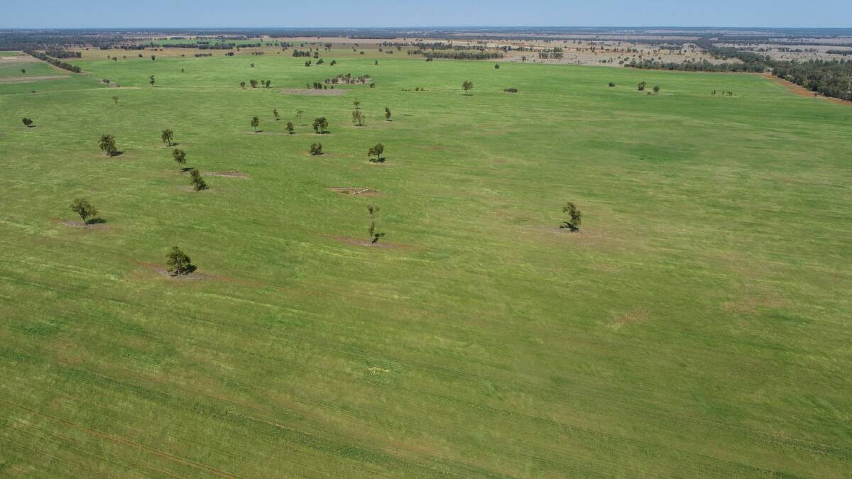 Ardentrive has been developed to buffel grass and improved pastures and for cultivation. Picture supplied