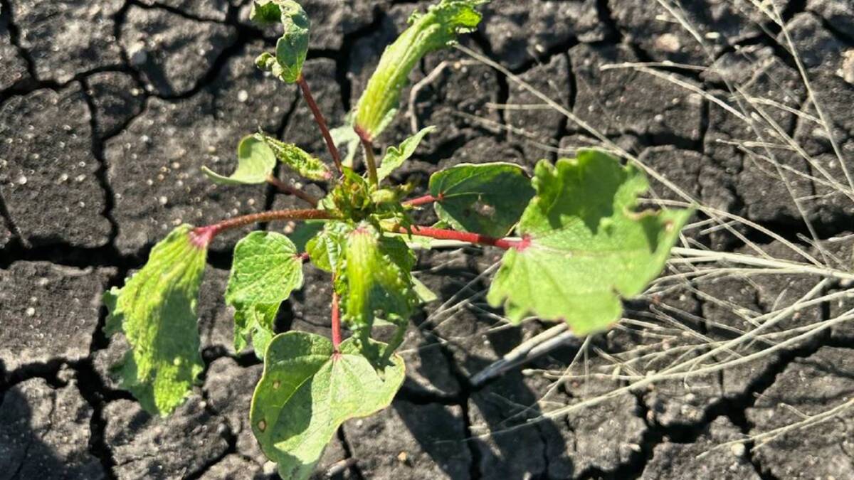 Farmers are taking legal action after their cotton crops were devastated by chemical spray drift. Picture - supplied