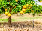 Ray White Rural: Negotiations are continuing on Ban Ban Orchard at Gayndah after it was passed in for $2.5 million at auction.