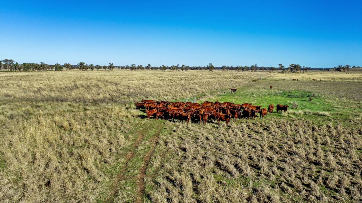 Belmont is running about 150 Santa Gertrudis cows and replacements while fattening the steer component. Picture supplied