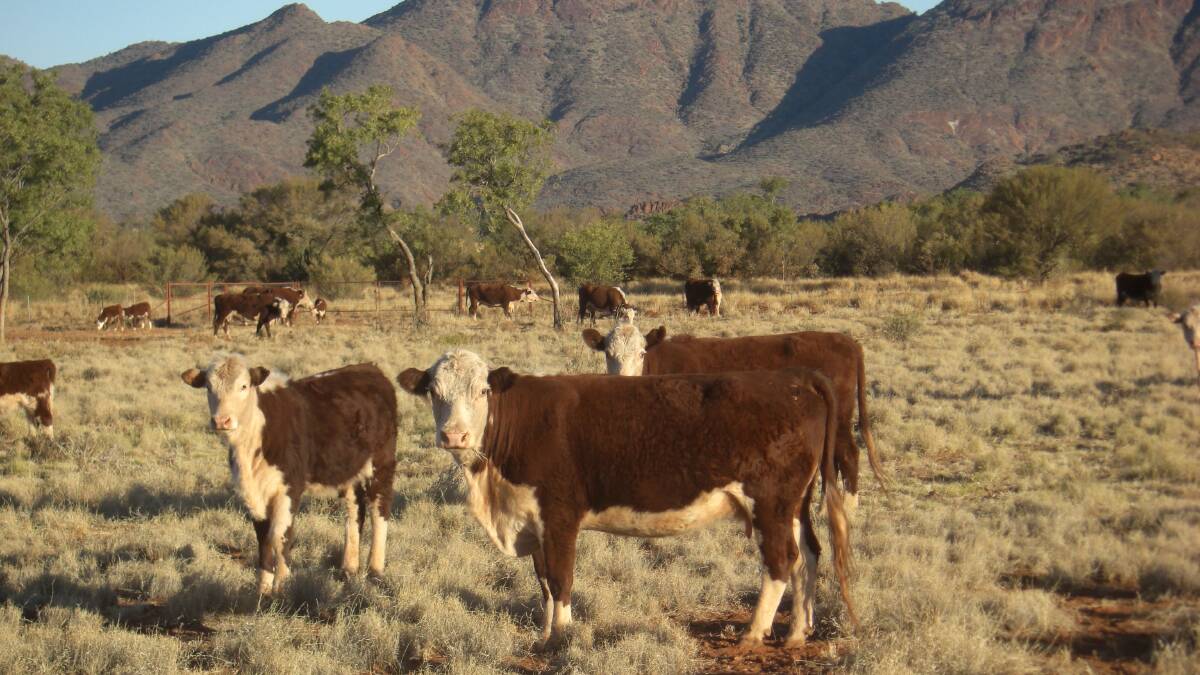 Mount Riddock covers 2700 square kilometres, about 100km north east of Alice Springs.