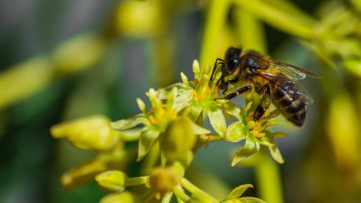 Bees can help prove Australia's valuable avocado crop is free of a pathogen that could be a barrier to exports. Picture - supplied 