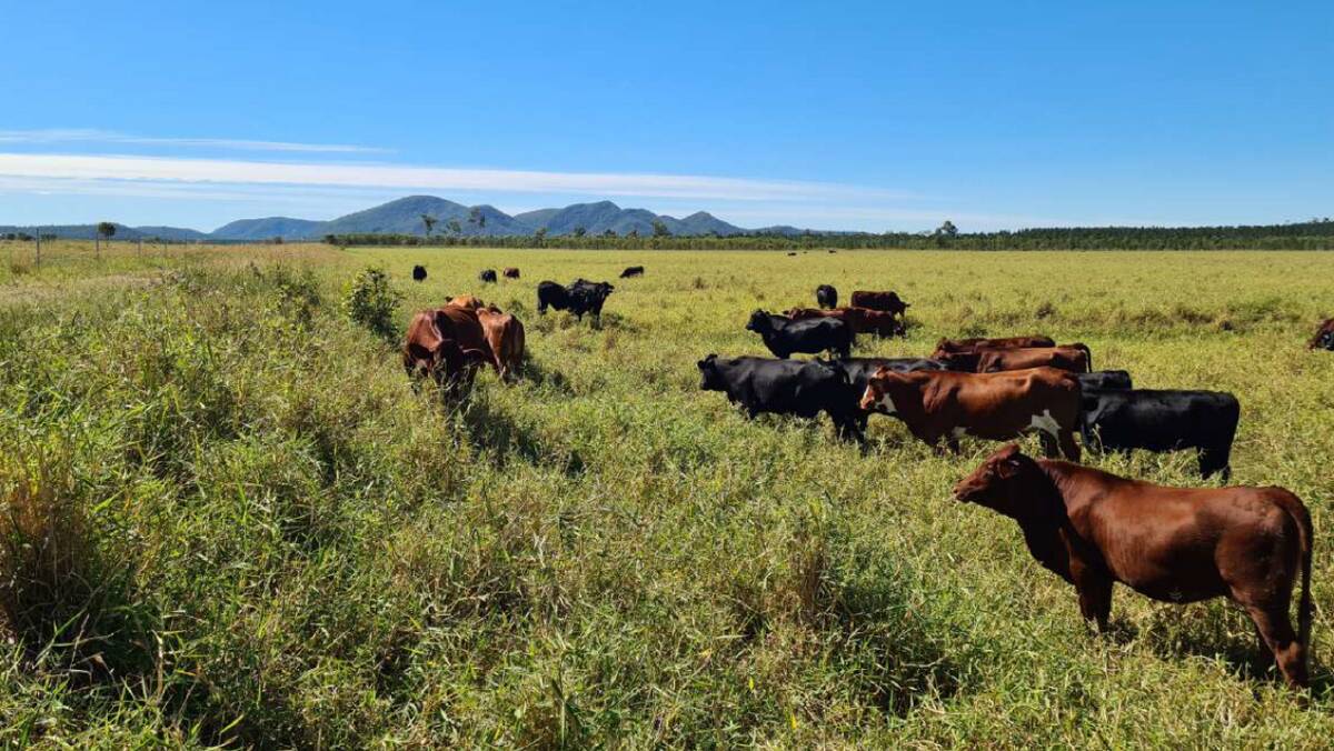 Nutrien Harcourts GDL: The 921 hectare CQ coastal grazing property Paddy's Lagoon has been listed for sale at $3.5 million.