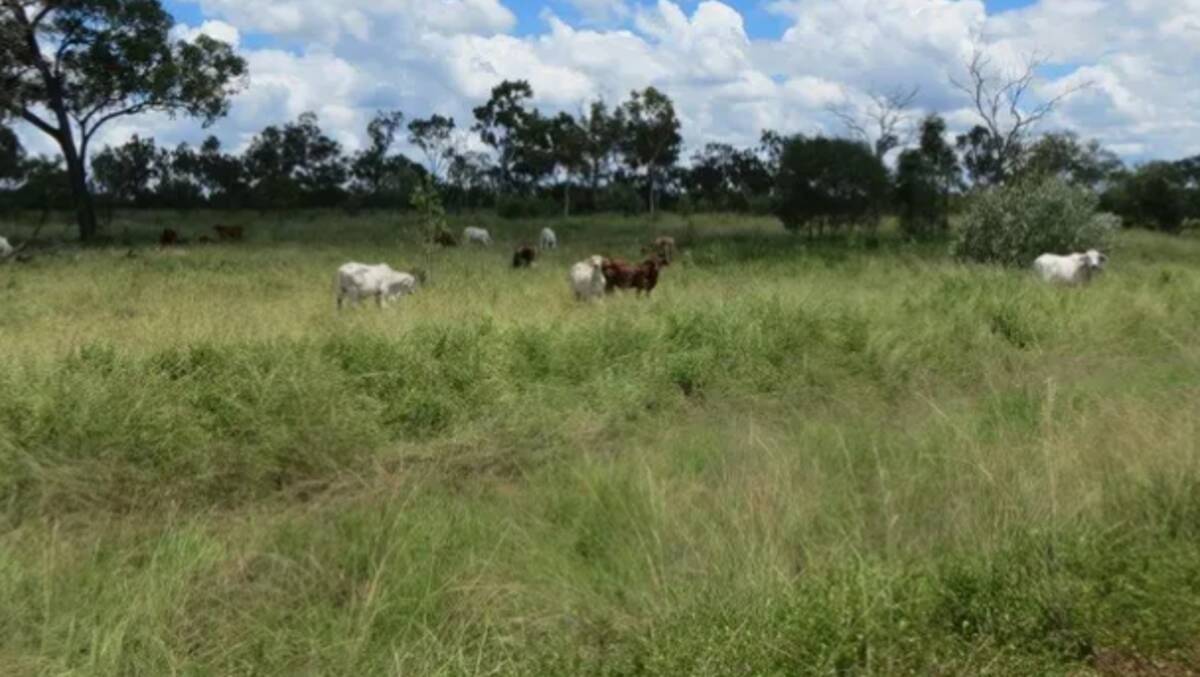 Percy Springs is a well located 6915 hectare freehold property estimated to sustainably run about 500-600 breeders. Picture - supplied