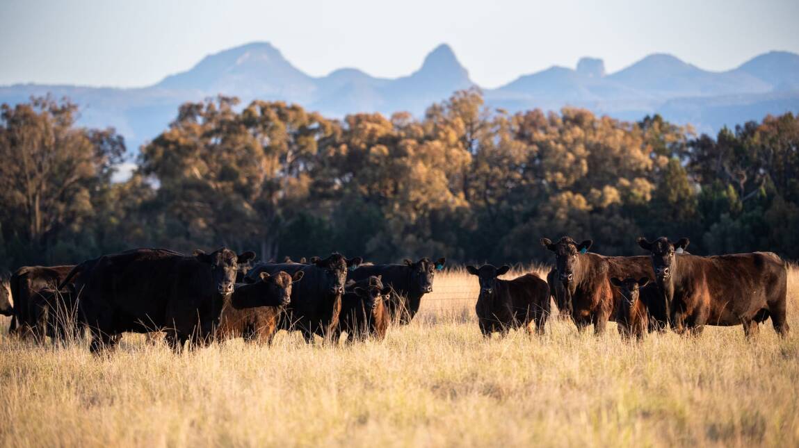 Gundy is set in a private location with an iconic Warrumbungle National Park backdrop.