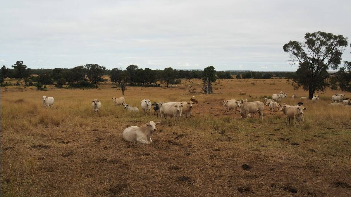 Teddies covers 385 hectares of gently undulating brigalow softwood scrub country.