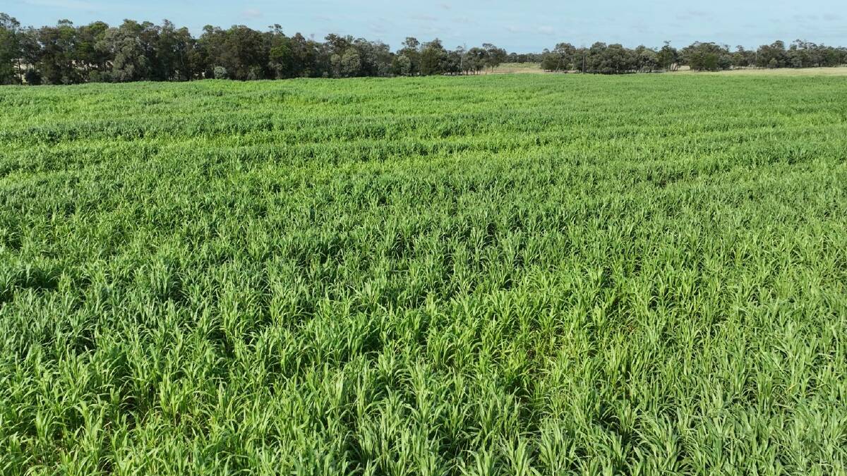 There is currently 350 hectares planted with forage crops with the area able to be expanded to 1200ha. Picture supplied
