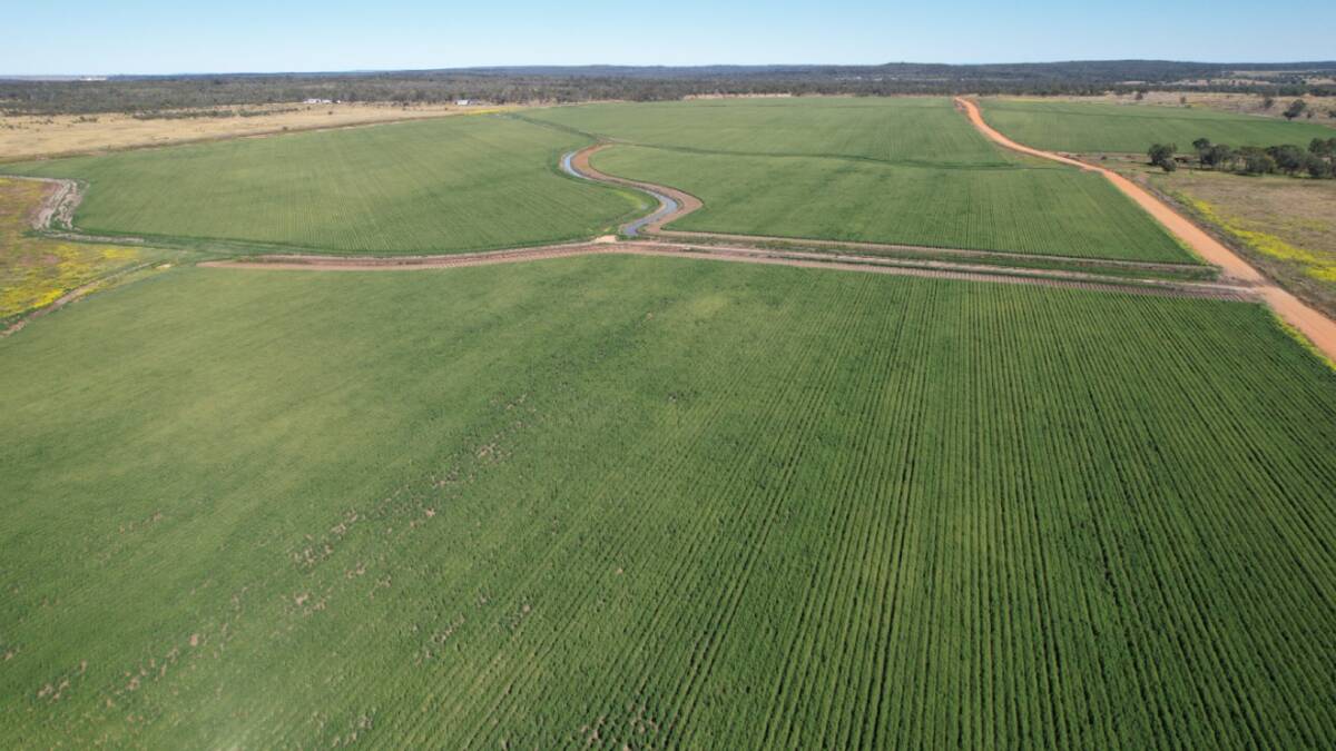 A total of 133 hectares on Echidna Valley is set up for flood furrow irrigation.