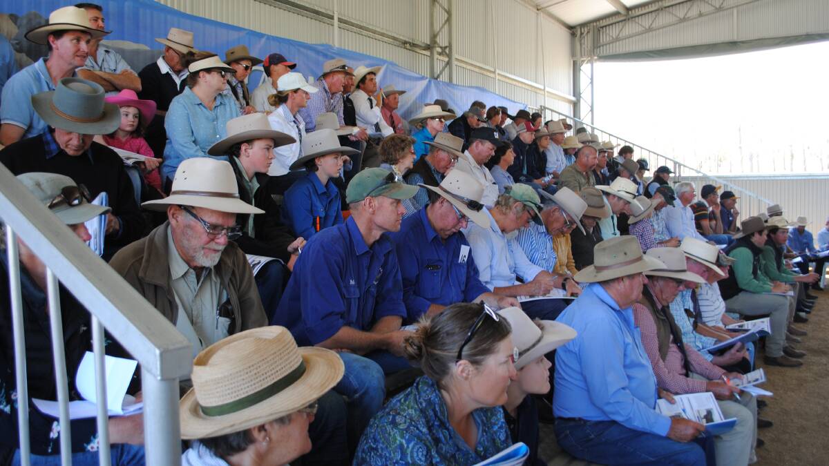 BIG CROWD: The Ascot Charolais and Angus on-property bull sale at North Toolburra, Warwick, topped $22,000 twice.