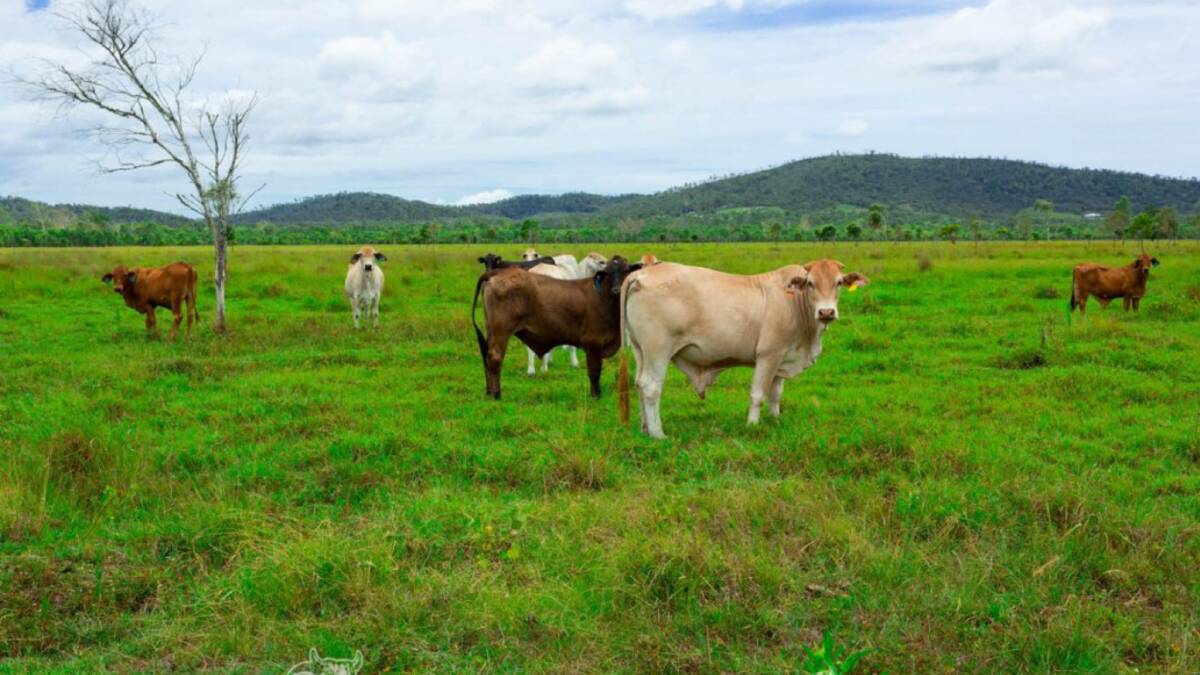 Mondover, a coastal cattle property capable of running about 900 backgrounders, has been listed at $11.5 million.