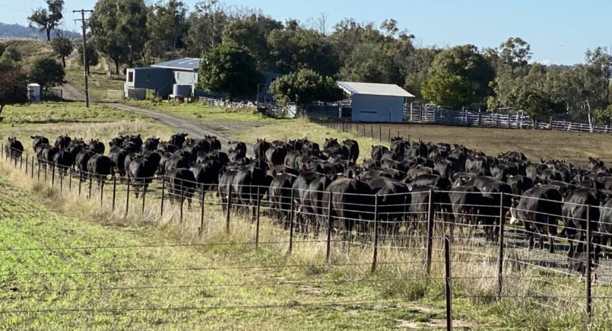 As a straight cattle operation Girrakool and North Pomeroy is estimated to run 1800-2000 breeders, selling the calves as weaners. Picture supplied