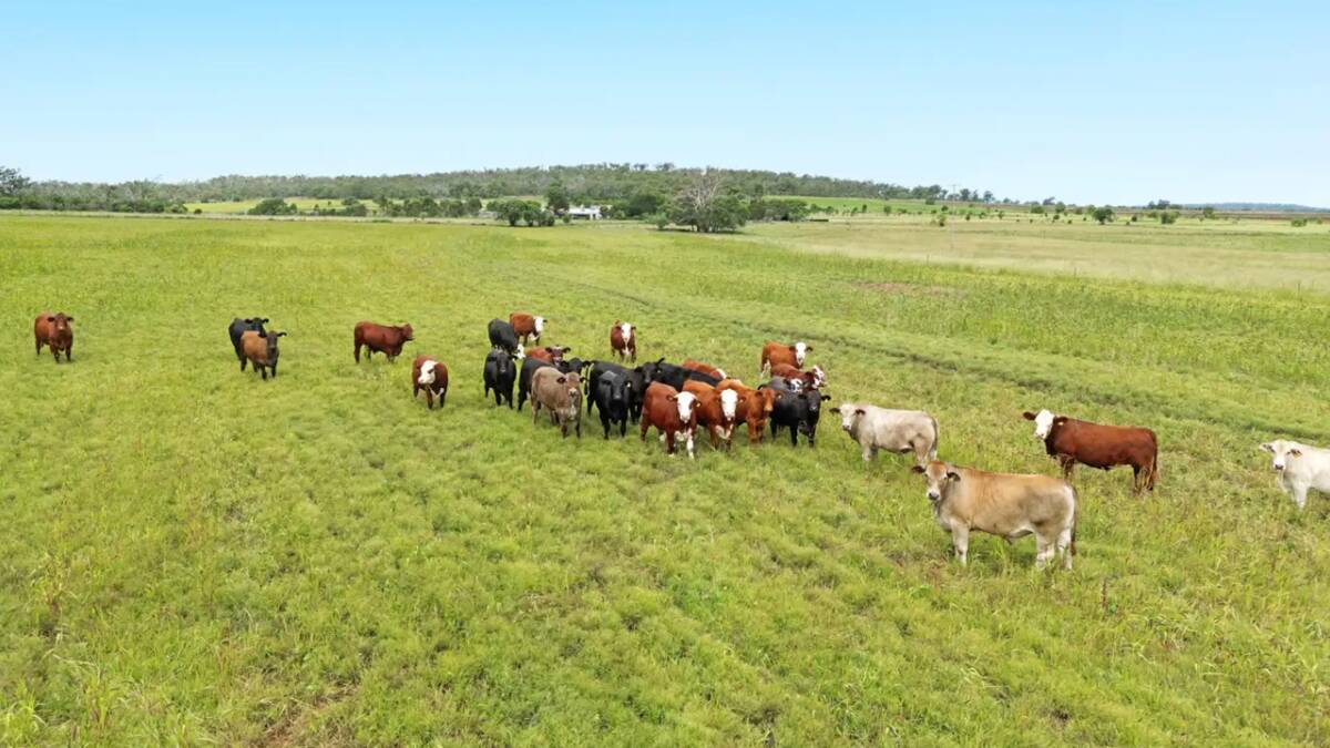 The property has an even mix of quality cultivation, improved lab lab and red panicum pastures and native grasses. Picture supplied