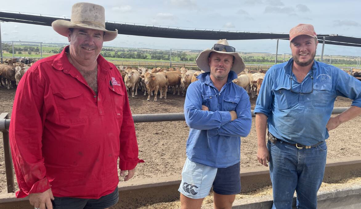 Brodie Budd, Nathan McKillop and Sam Budd with some of the heavy weight cattle being fed in the Cooaga feedlot at Wandoan and bound for the Kilcoy Global Foods meatworks.