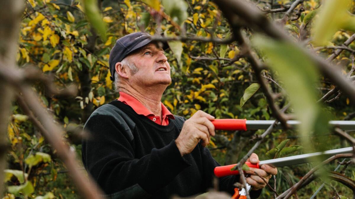 Tasmanian apple and pear grower Scott Price says the PIPS 4 Profit program has already shown value as well as having exciting future possibilities. Picture supplied