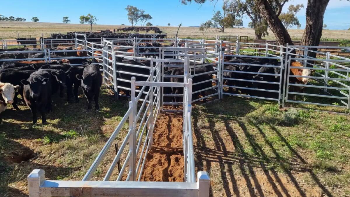 The 280 head capacity steel cattle yards are equipped with a crush and a loading ramp. Picture supplied
