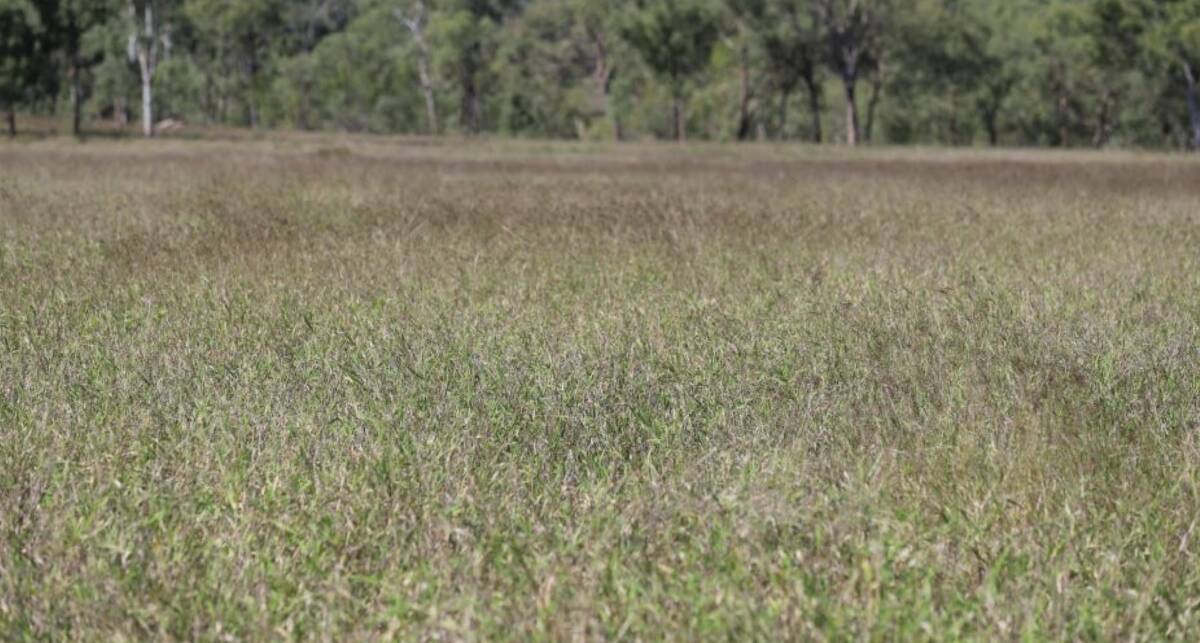 Grasses include a large percentage of Indian couch as well as scattered areas of buffel, urochloa, forest blue, black spear, kangaroo and other useful native species.