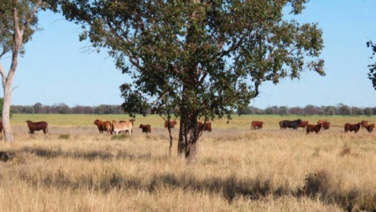 Number Four has 982ha of cultivation country and 536ha of developed buffel grass pasture.